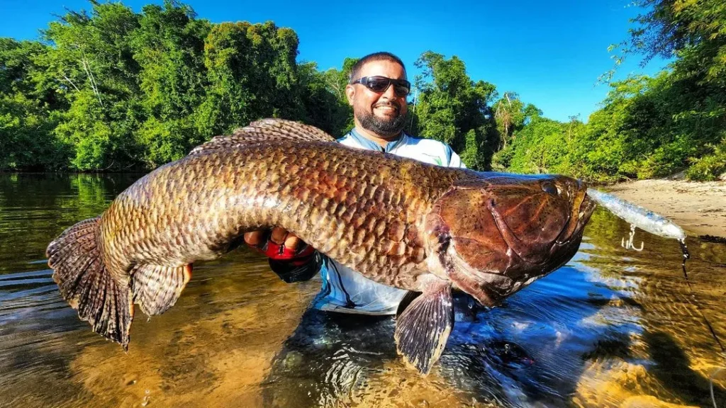 paraense trairão