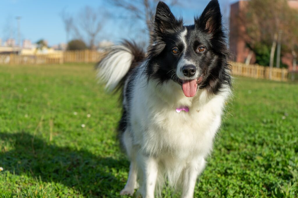 border collie