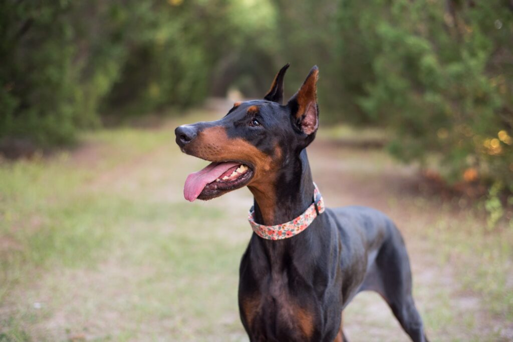 doberman pinscher