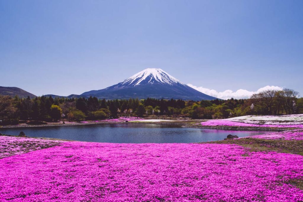 fuji shibazakura japão