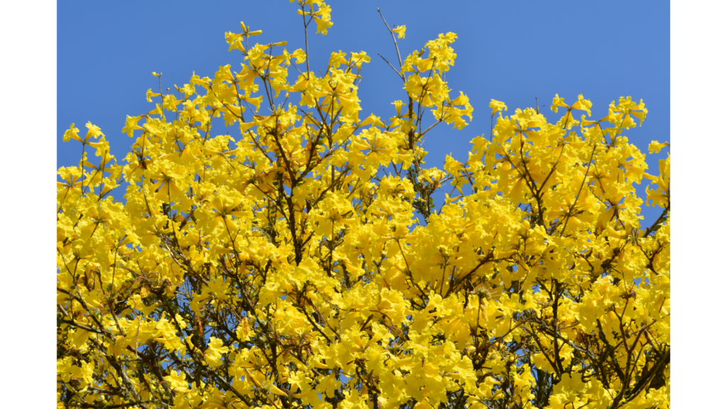 ipê amarelo