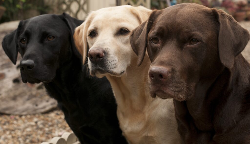 ladrador retriever