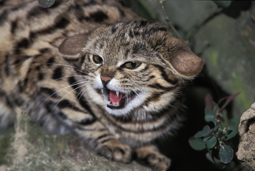 Gato-bravo-de-patas-negras