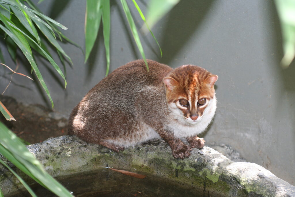 gato de cabeça chata