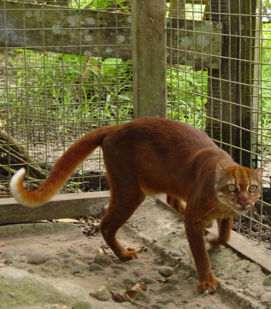 gato-vermelho-de-bornéu